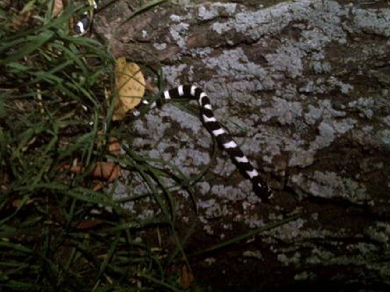 Slang op de Graafseweg (foto: JeugdAg_Rosma / Twitter)