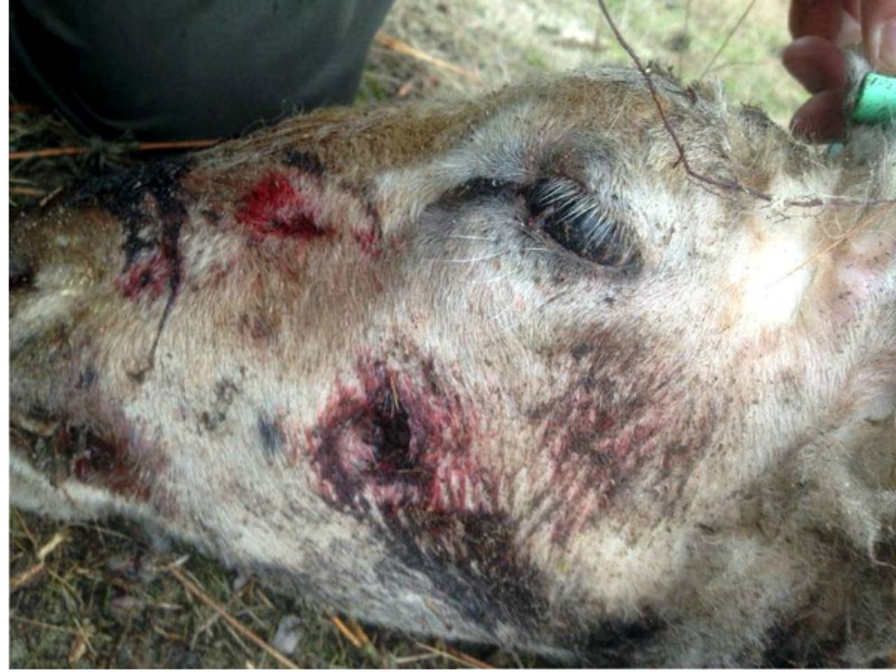 De gruwelijke vondst in Wouwse Plantage (Foto Erik de Jonge)
