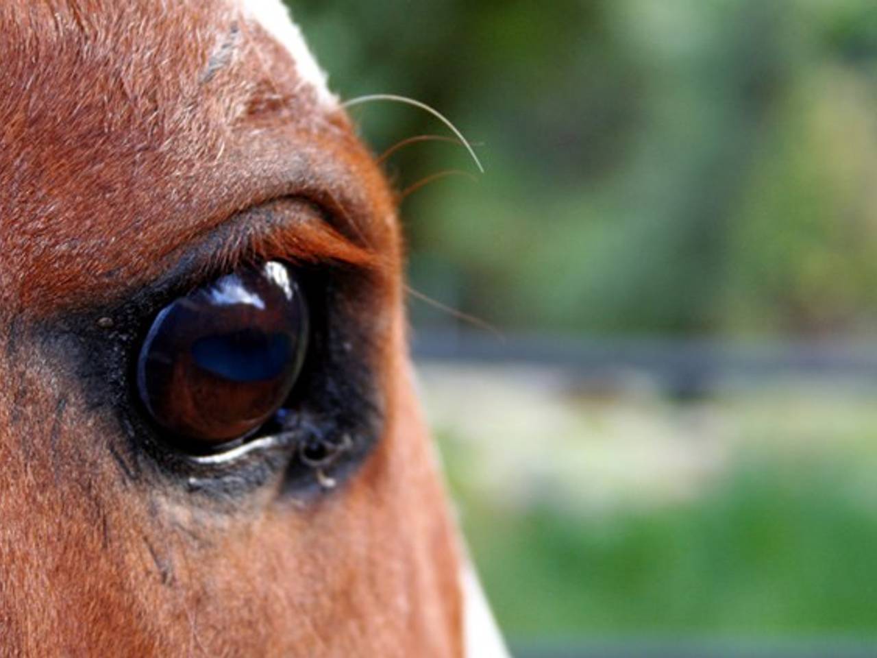 Het paard werd mishandeld met een scherp voorwerp (Archieffoto)