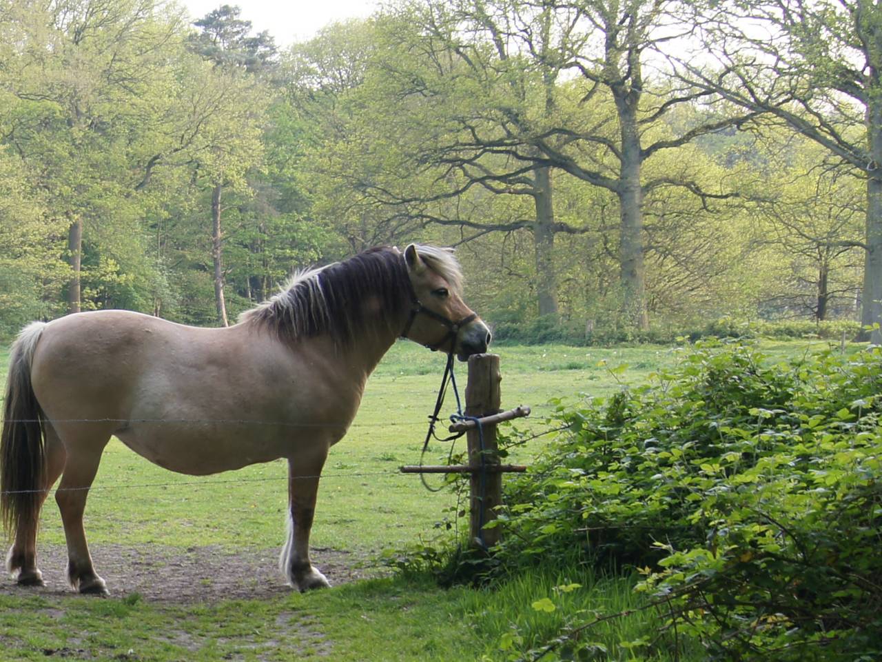 Liz van Zimmeren over haar geliefde paard Pebble