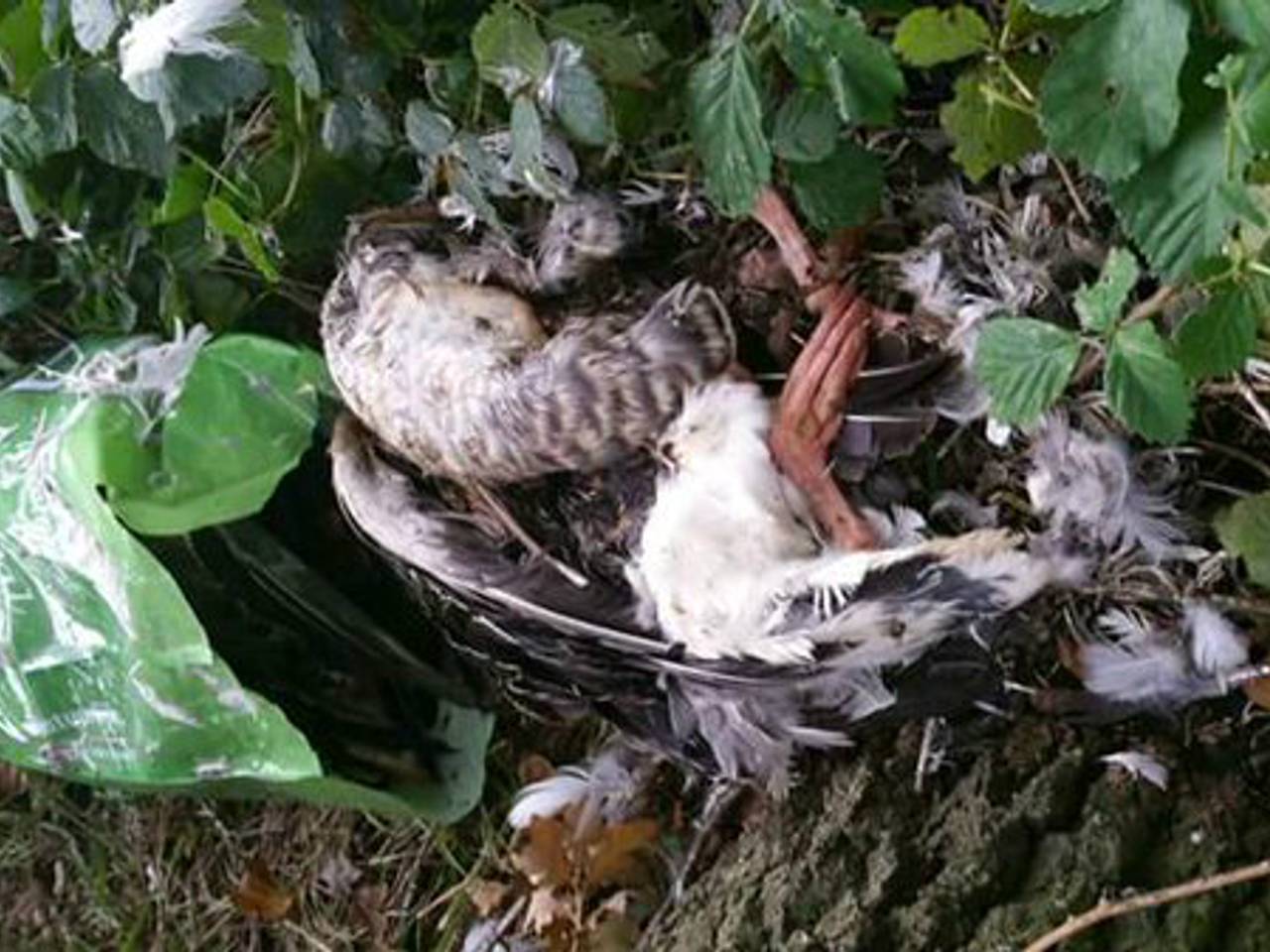 De lugubere vondst. (foto: Politie/Twitter)