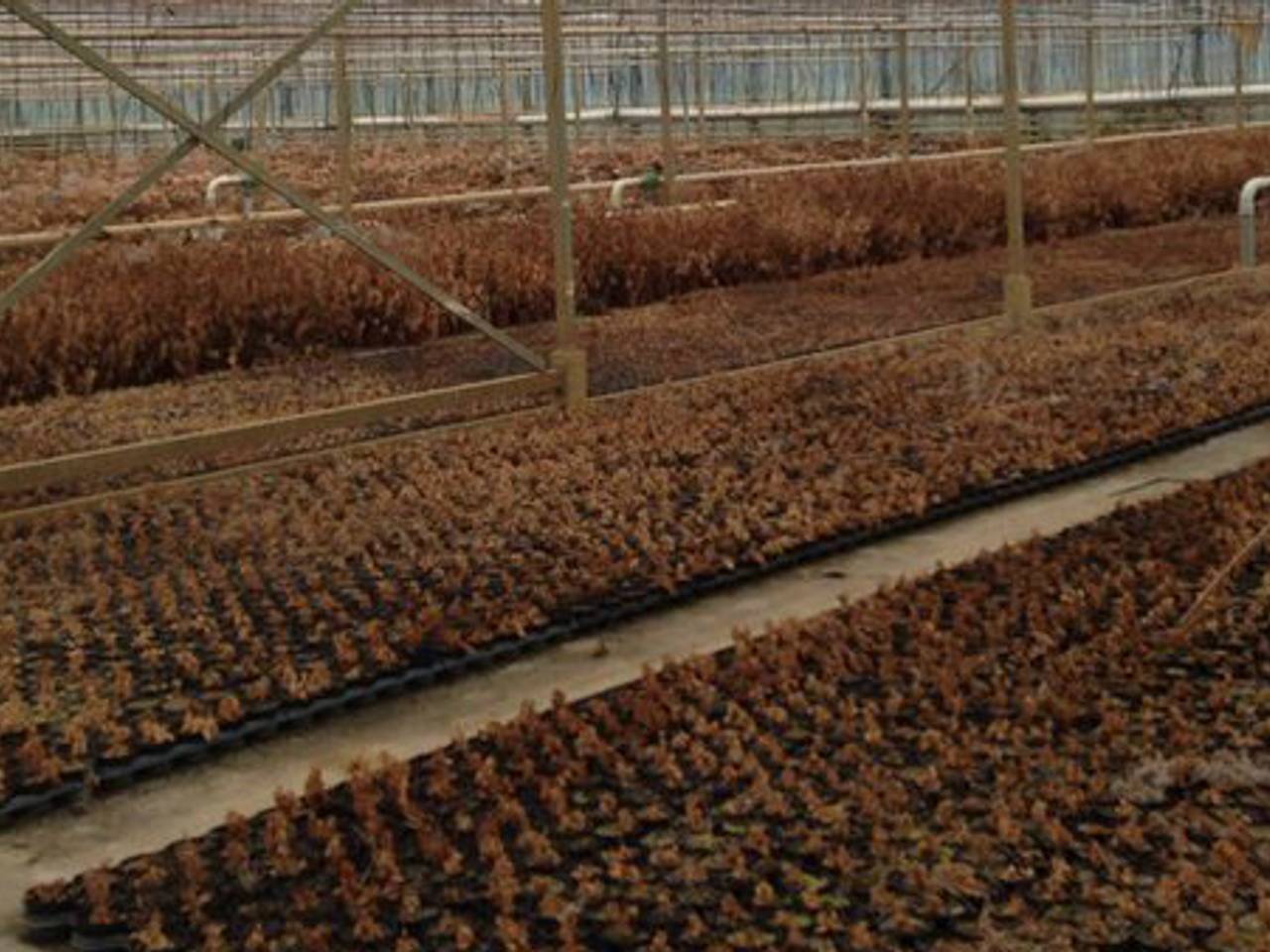 De hortensiakwekerij na de hoosbui. 