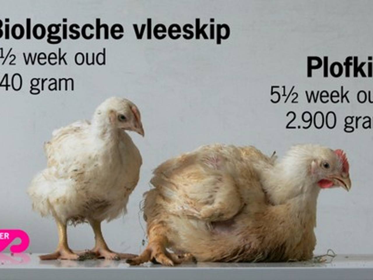 Plofkip (foto: Wakker Dier)
