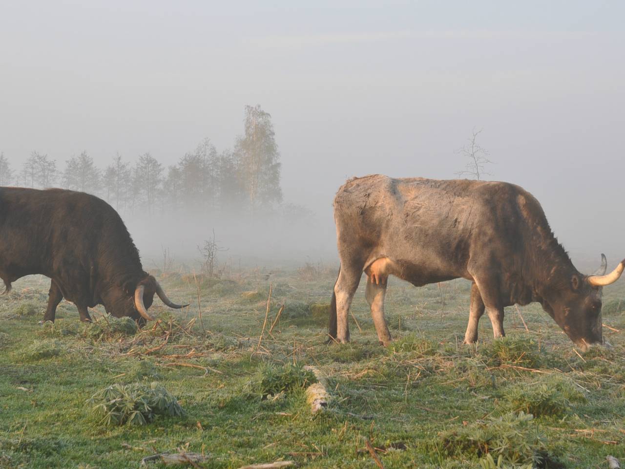 Omroep Brabant