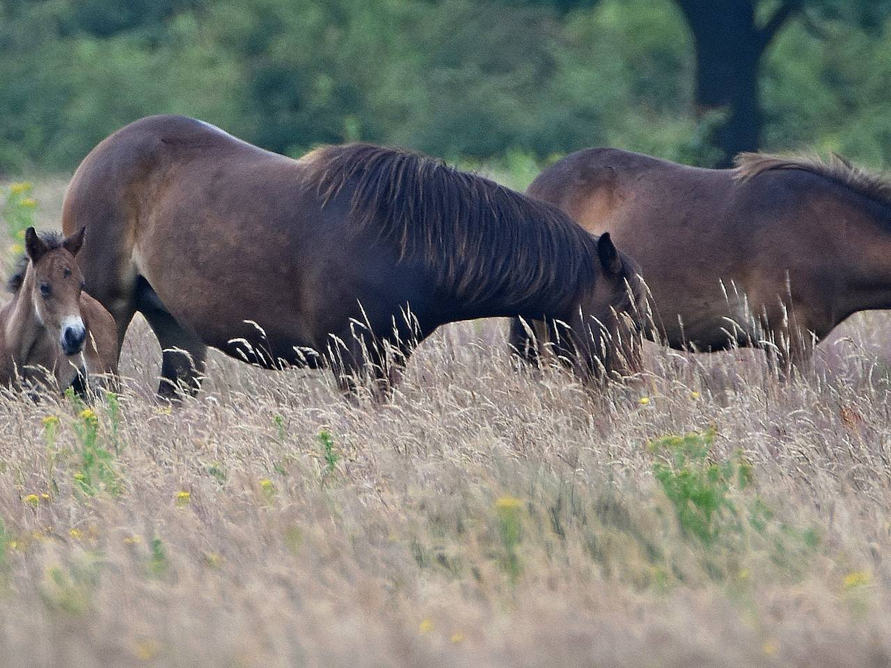 Omroep Brabant