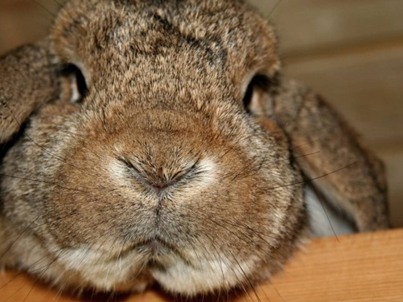 De beste dierenartsenpraktijk van het land staat in Oisterwijk
