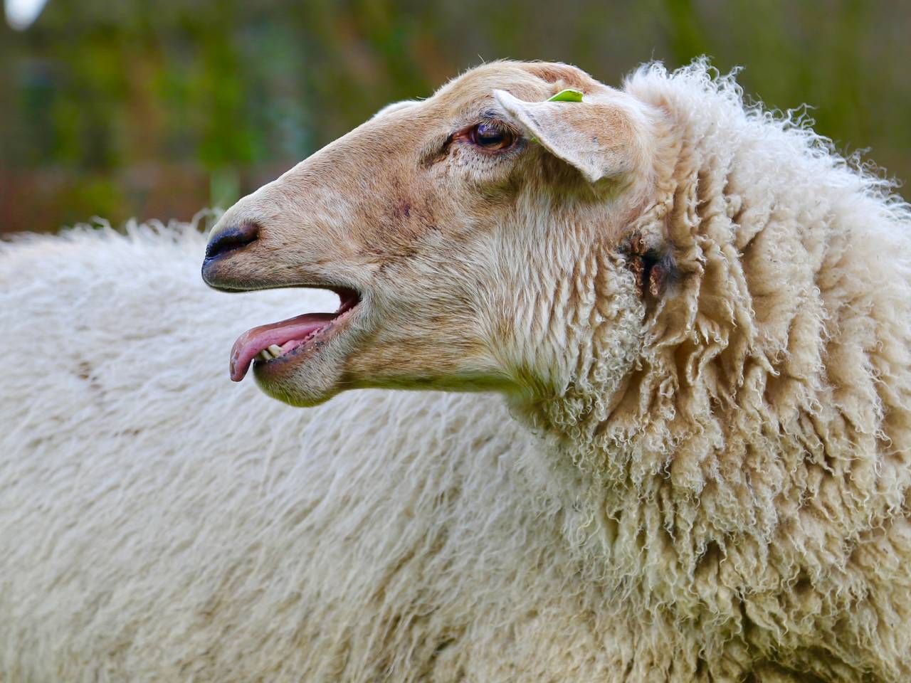 Omroep Brabant