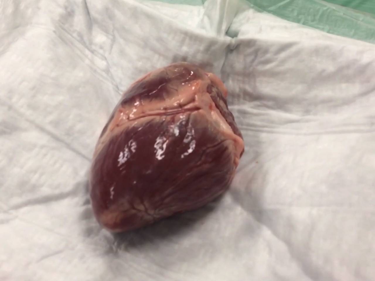 Snijden in een varkenshart in het Catharina Ziekenhuis