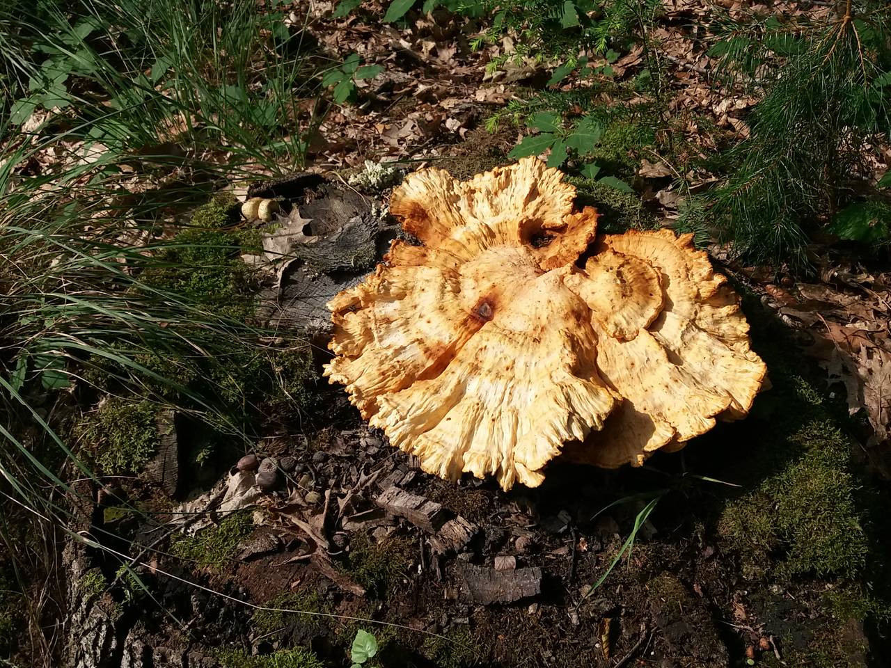 Omroep Brabant