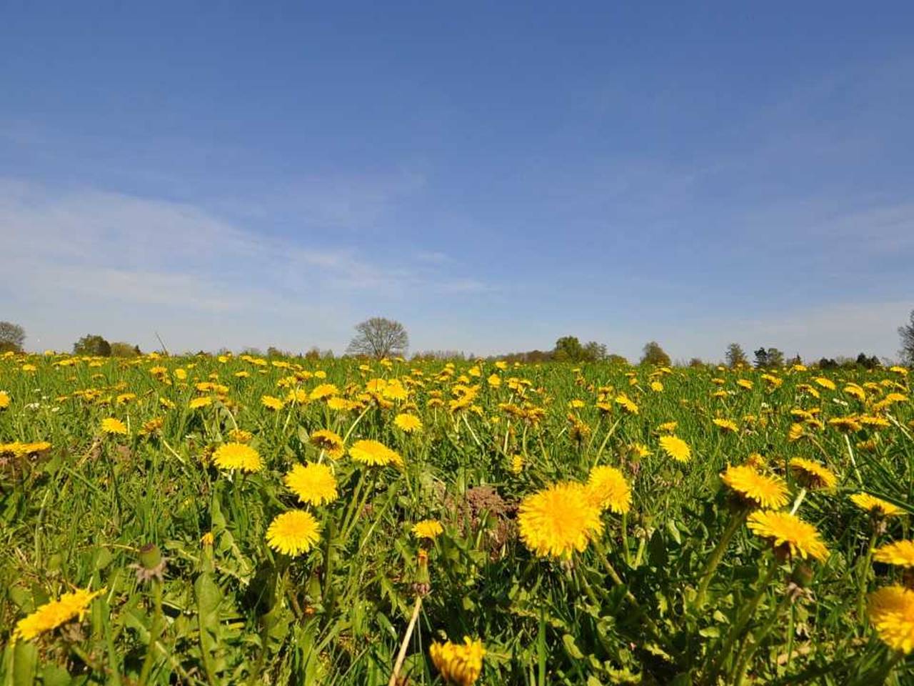 Omroep Brabant