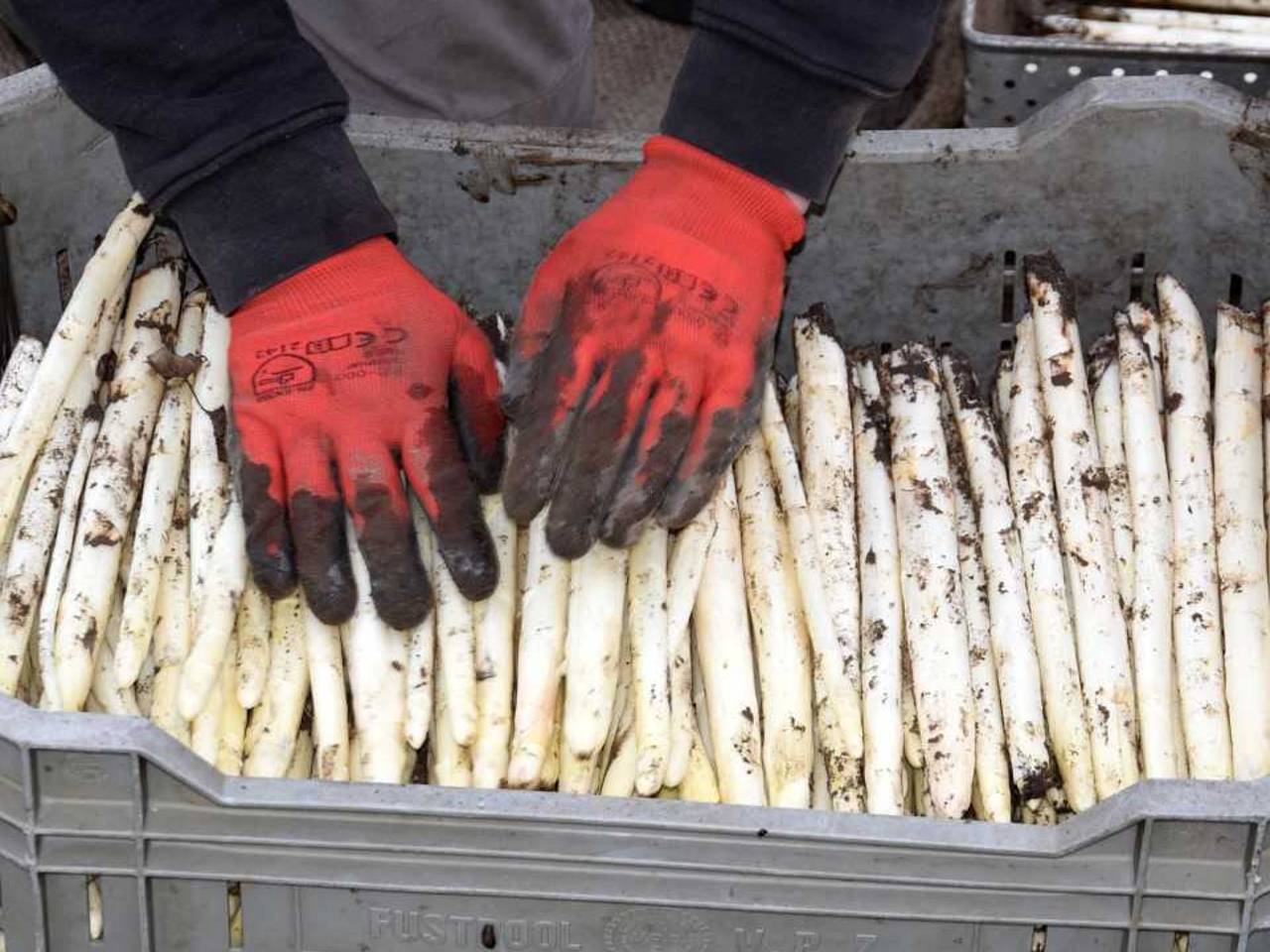 Het witte goud (archieffoto: Ben Saanen).
