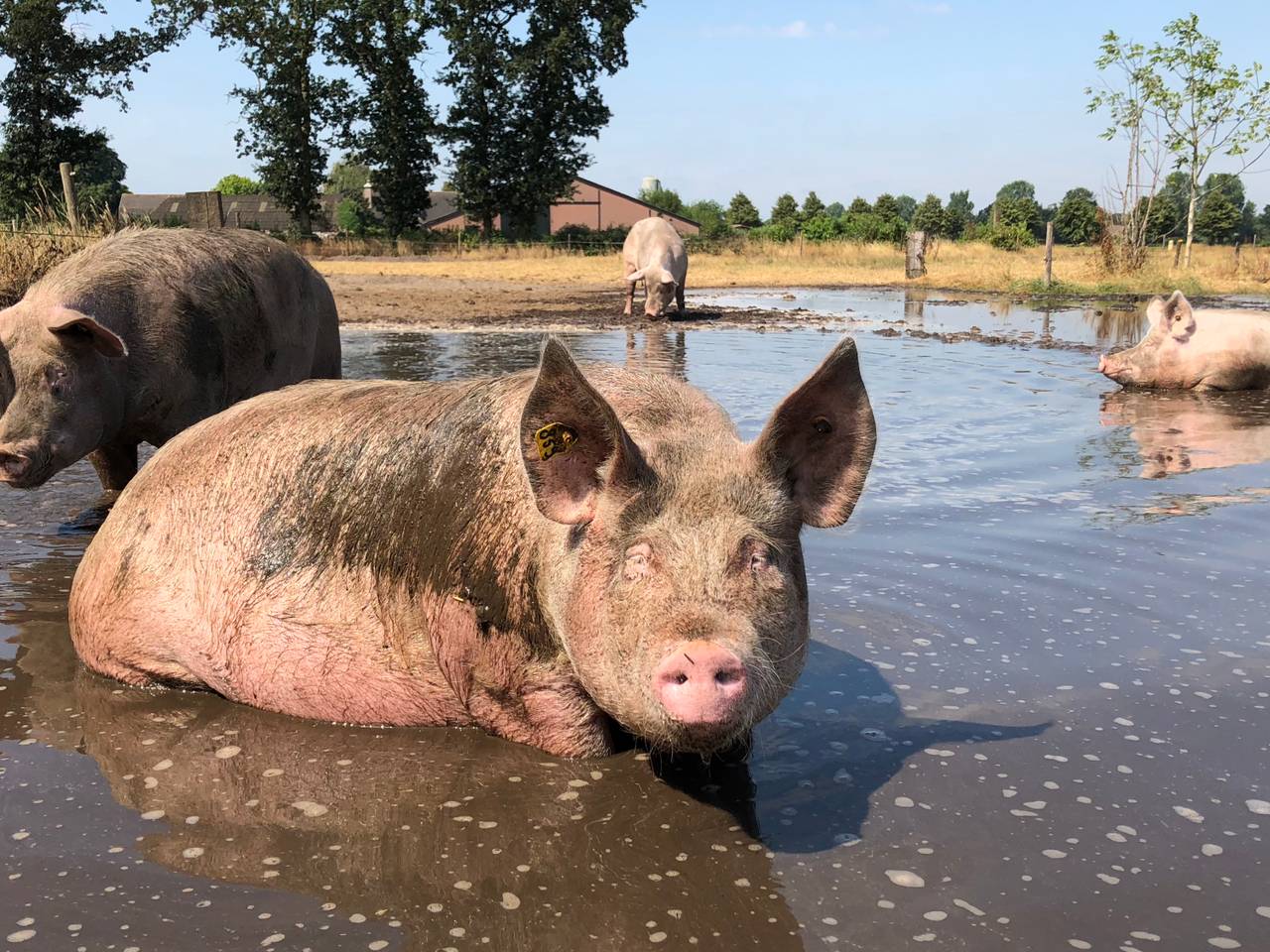 Omroep Brabant