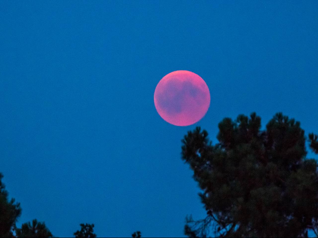Hij is te zien! Boven de Drunense Duinen in Loon op Zand. (Foto: Jack Brekelmans)