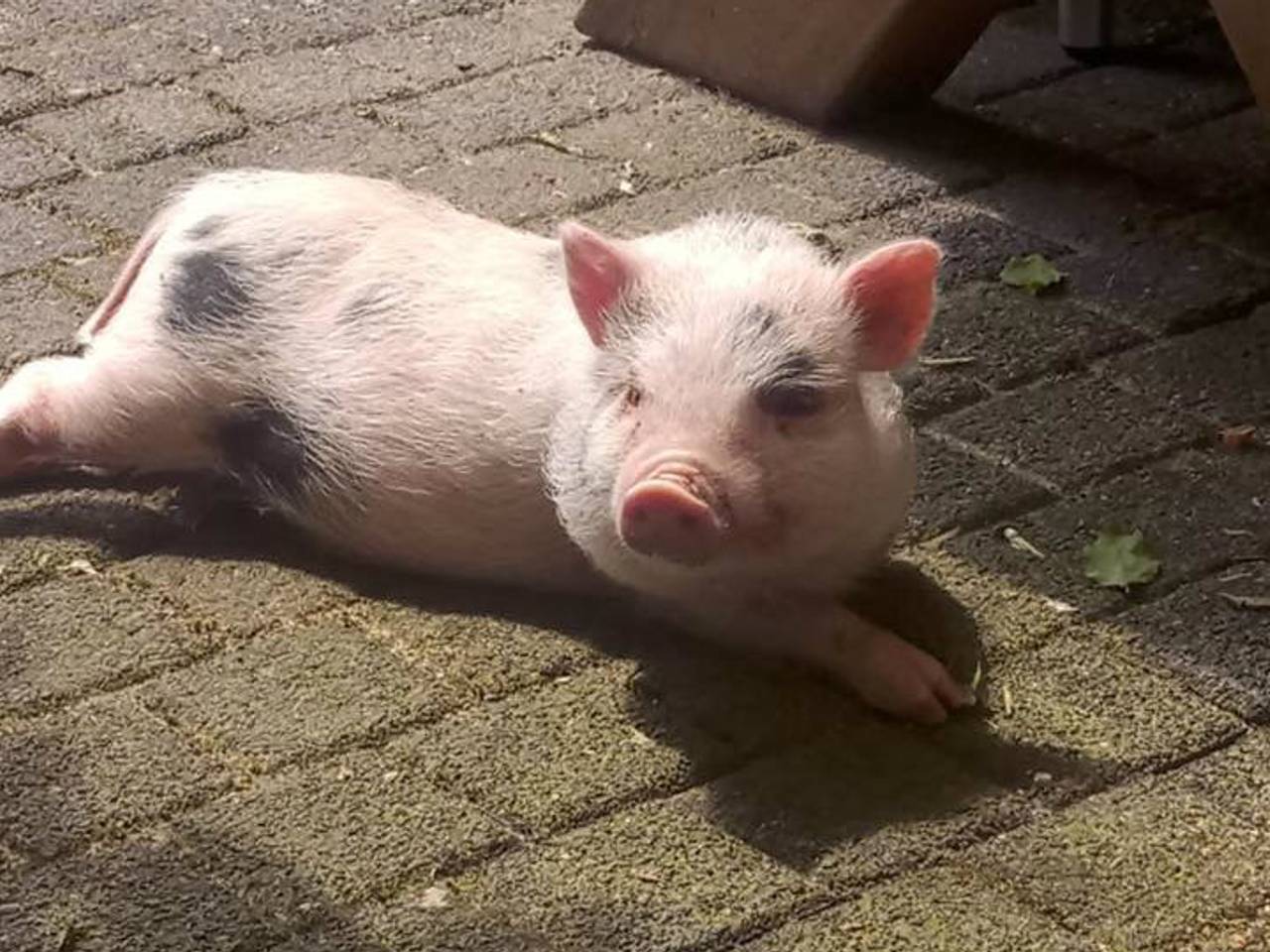 Omroep Brabant