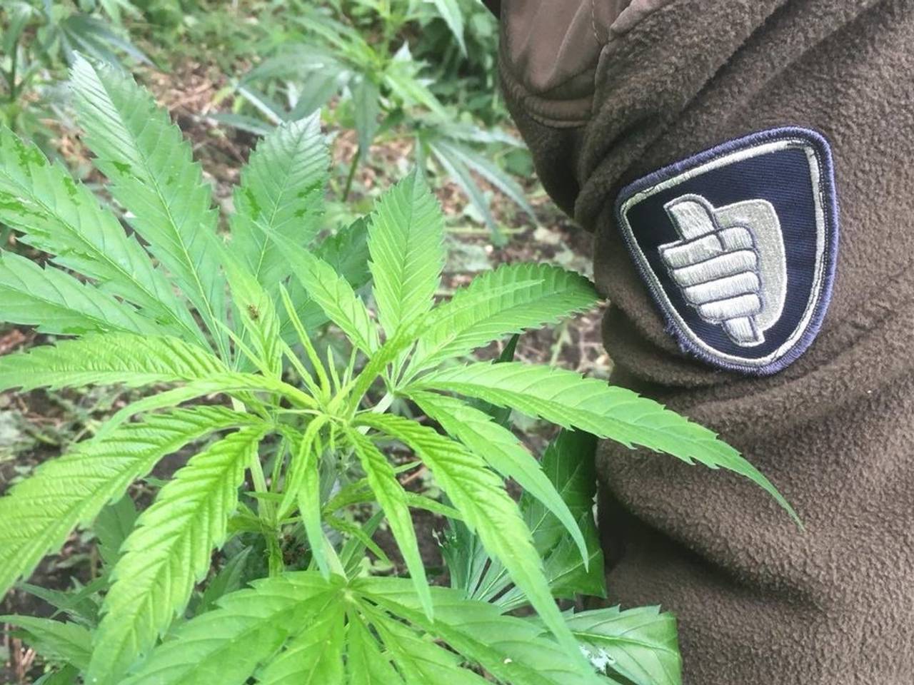 Wietplanten (foto: archief) 