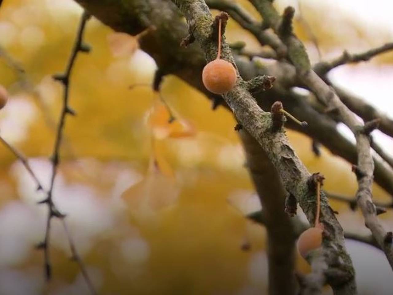 De vrucht van deze boom zorgt voor de stank. (Foto: NOS)