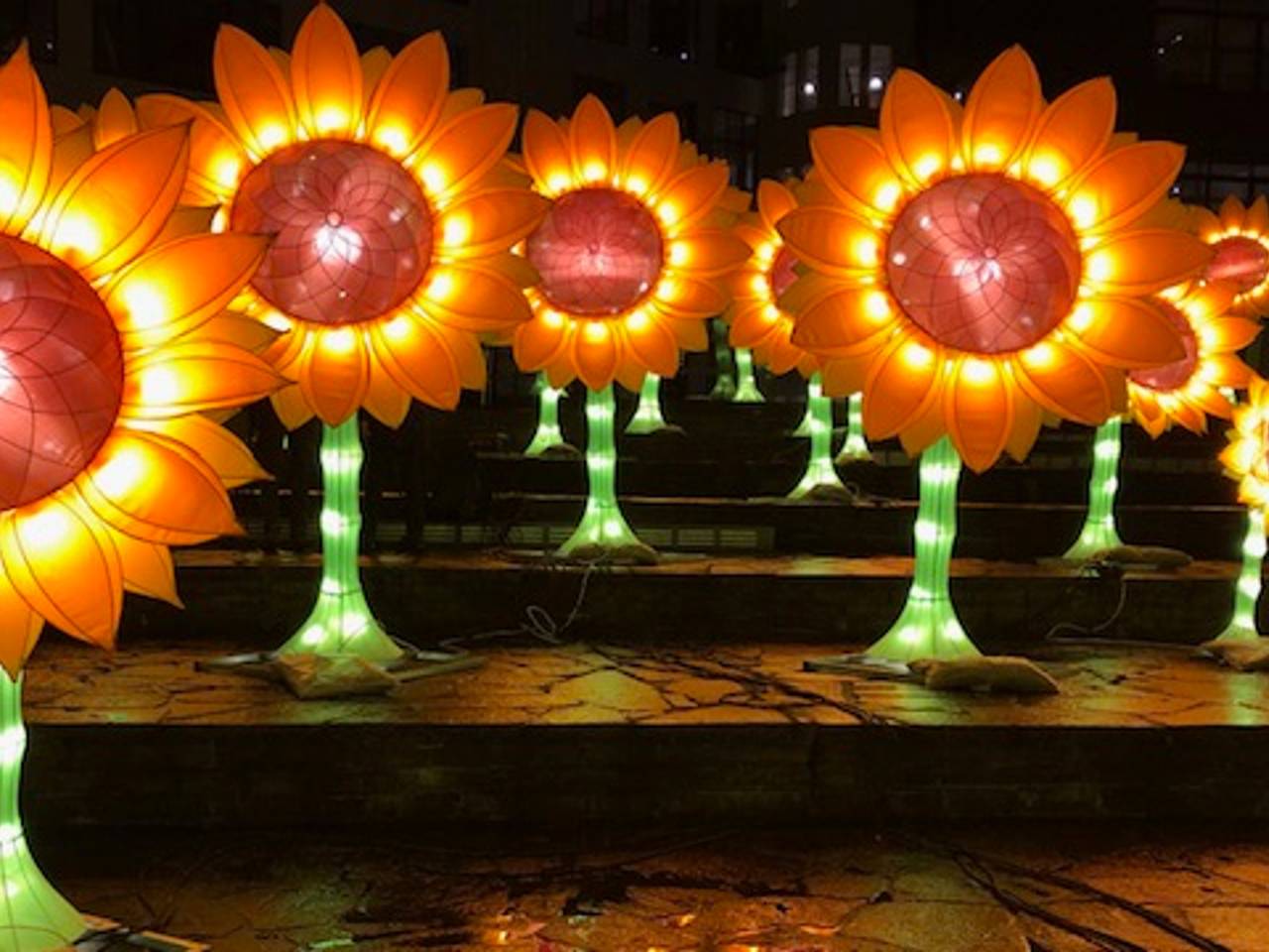 De zonnebloemen van Hugo Vrijdag op het Lichtplein in Eindhoven.