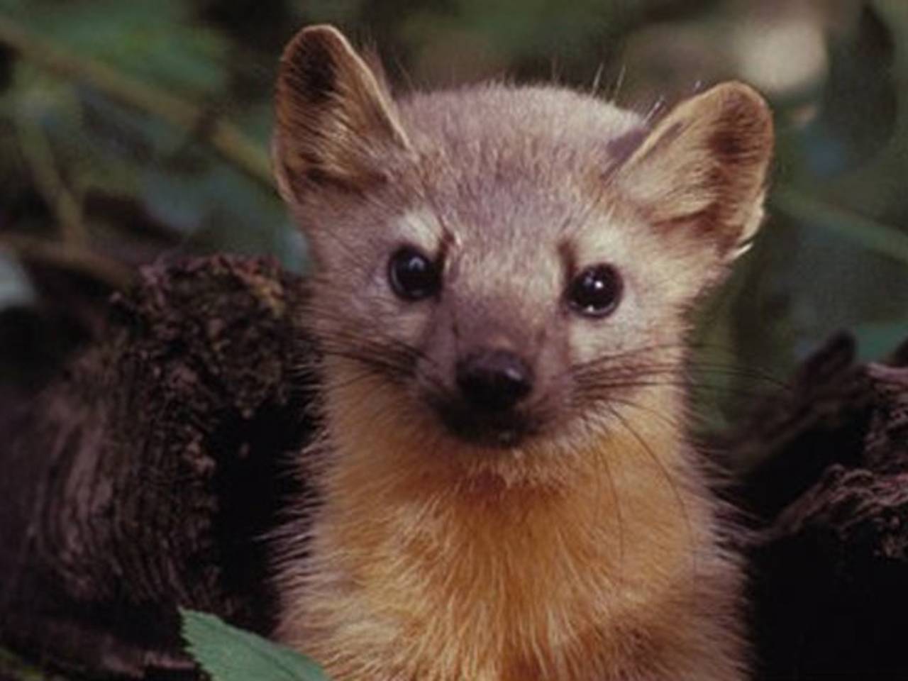 De steenmarter kan flink wat schade veroorzaken.