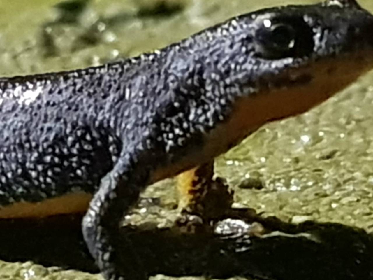 Ontwaakte watersalamander. (Foto: Ferry Daems)