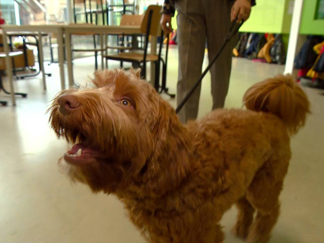 De Touwladder's eigen schoolhond.