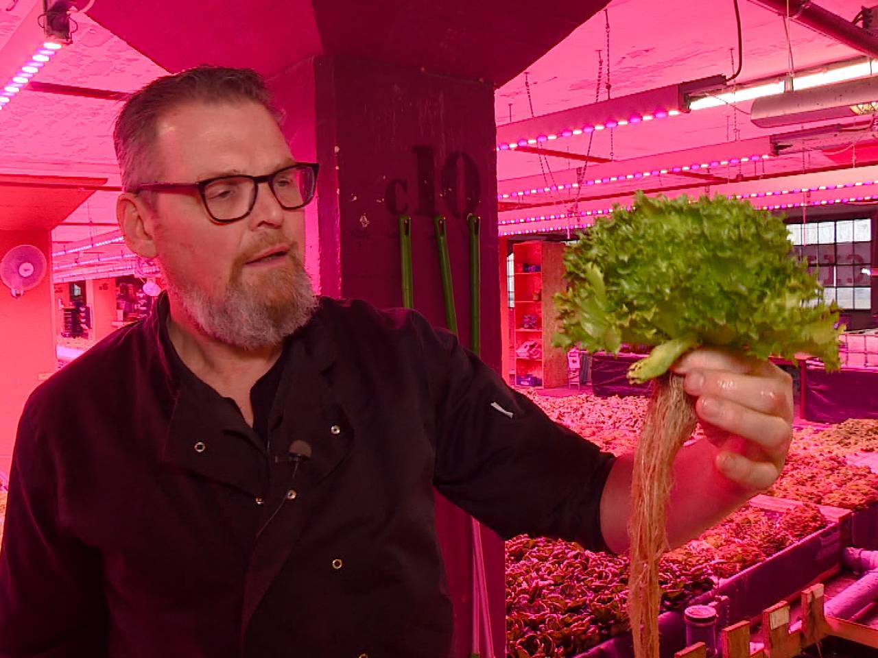 Jos Hakkenes met krop sla die gekweekt is vissenpoep (foto; Jan Peels)