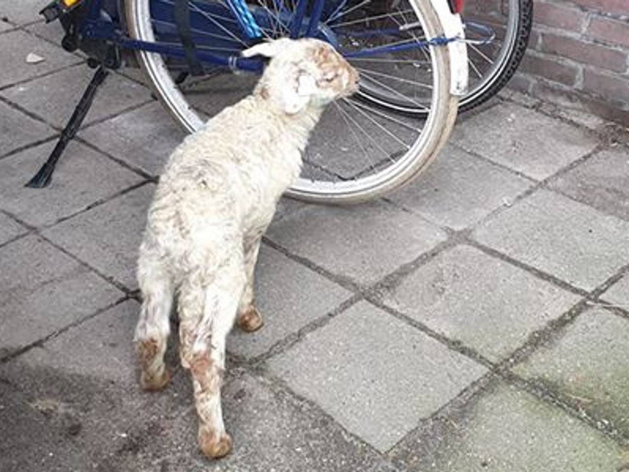 'Valentijntje' in de tuin van Esther. (Foto: Esther Nent)
