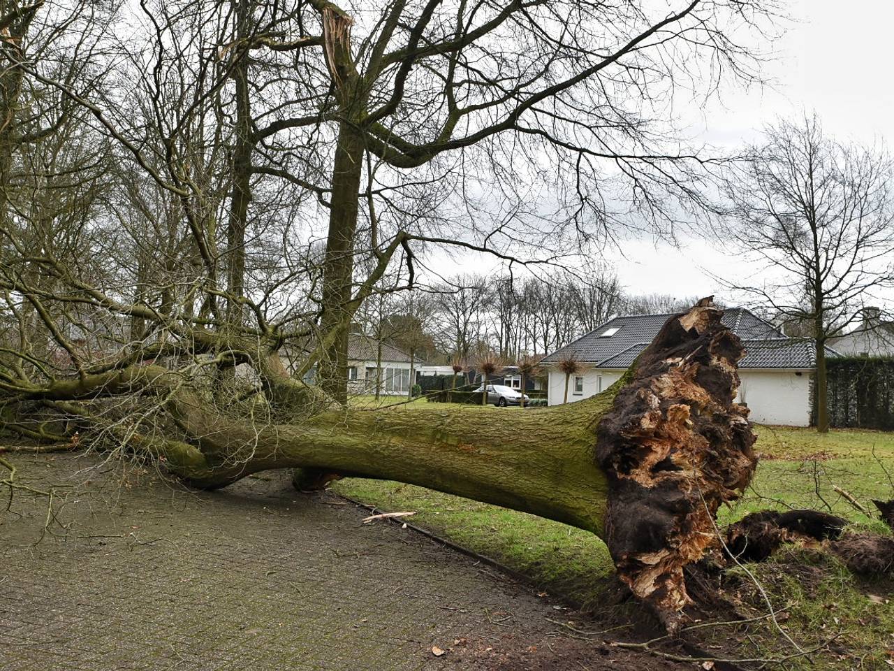 Bomen blokkeren de weg in Oisterwijk. (Foto: Toby de Kort / De Kort Media)