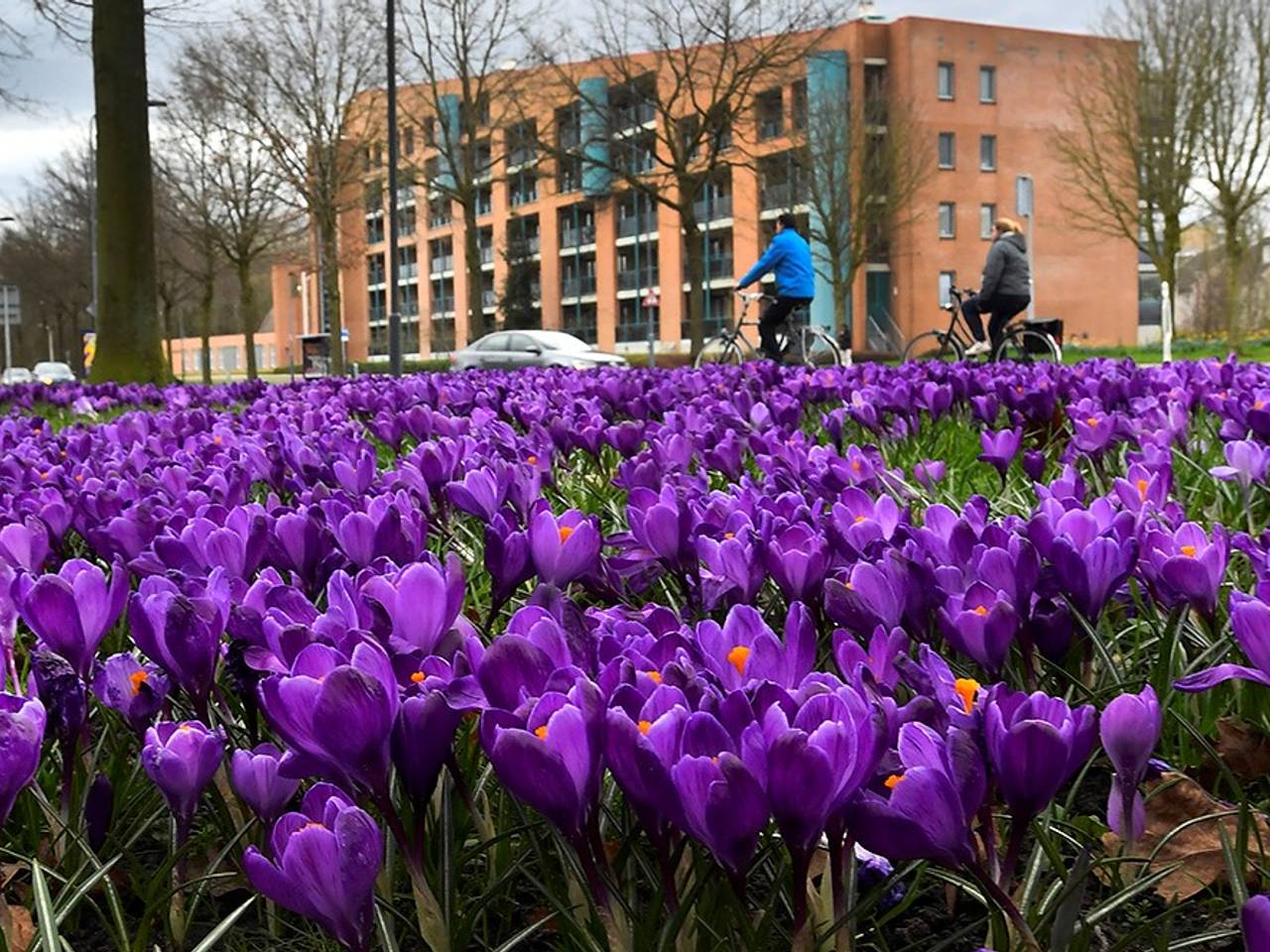 Krokussen in de bloei in Breda (foto: Erald van der Aa).