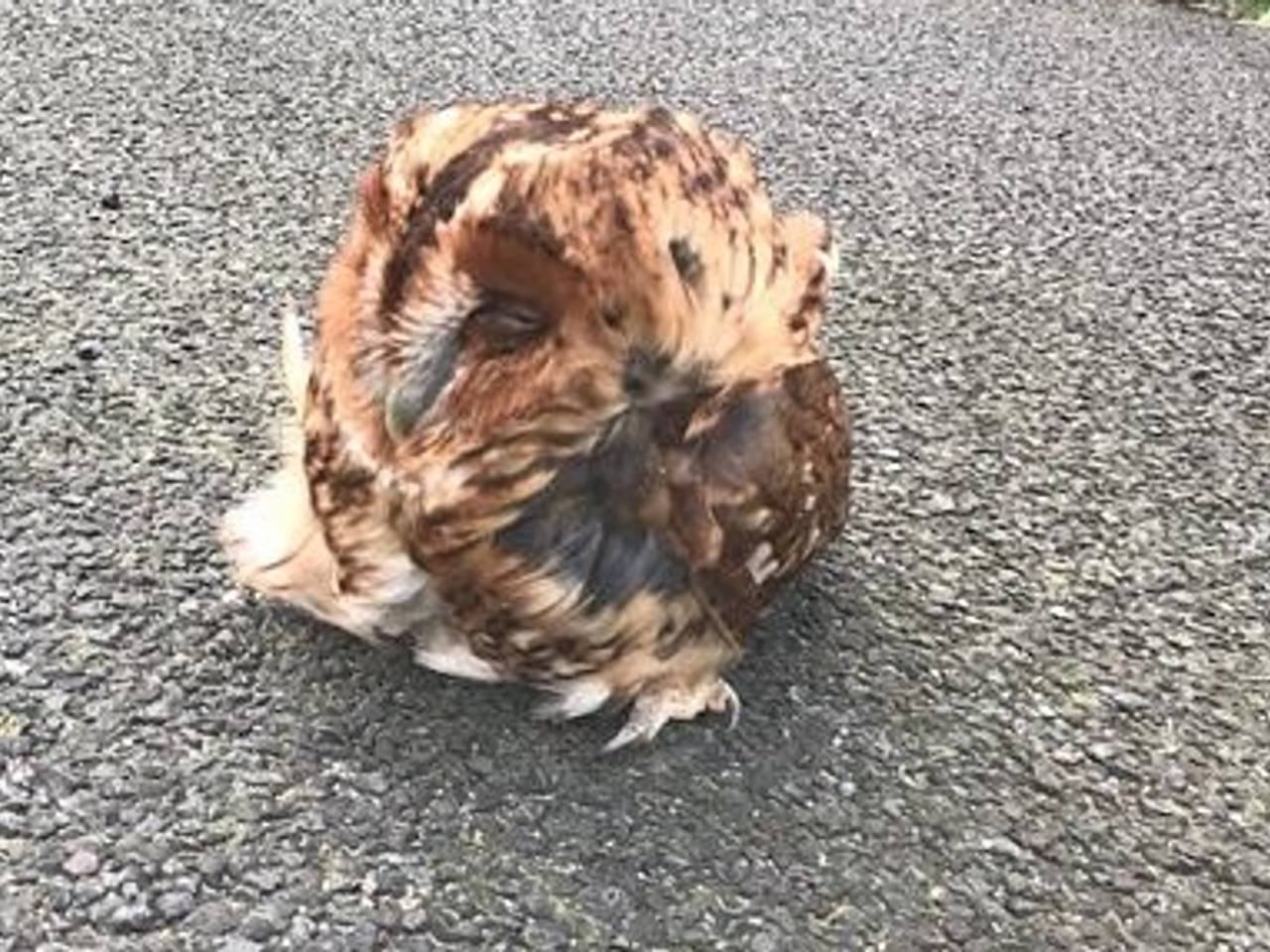 Het uiltje zat met de oogjes dicht langs de snelweg (foto: Marcel Oerlemans)