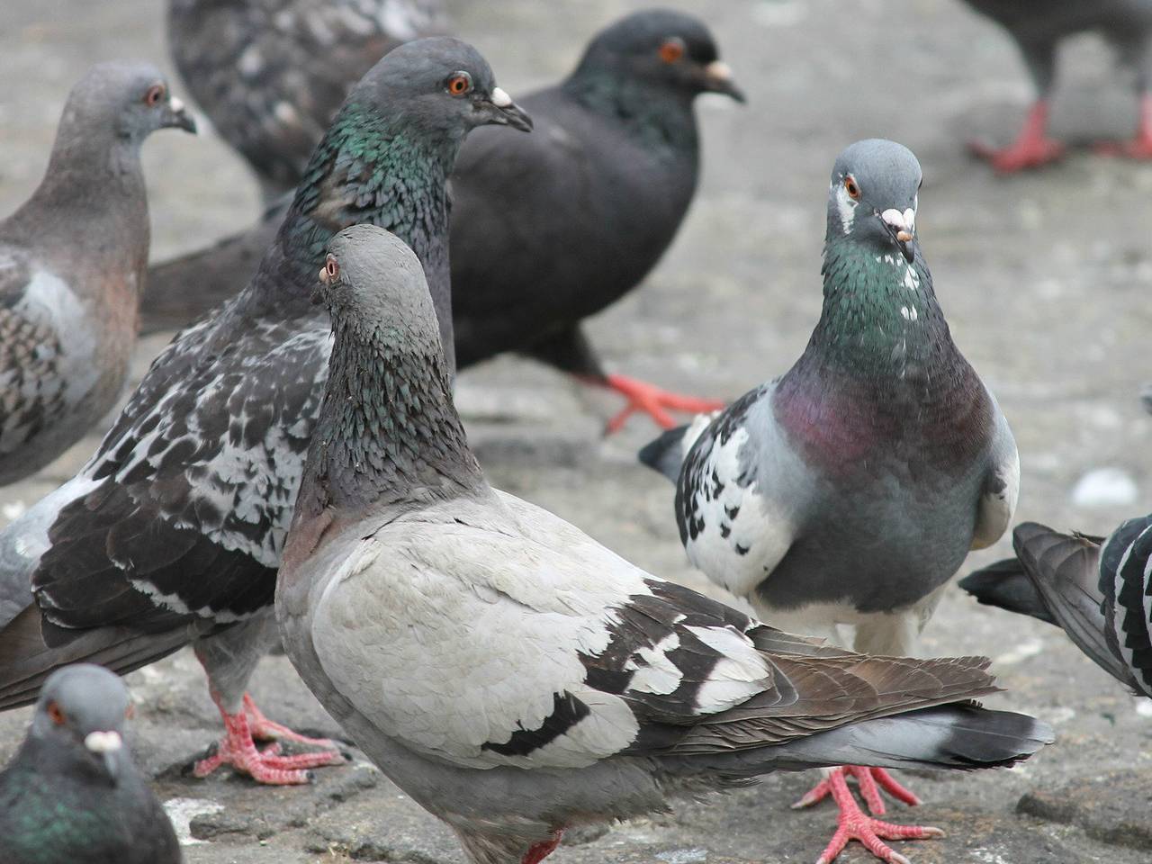 Samenscholende stadsduiven.