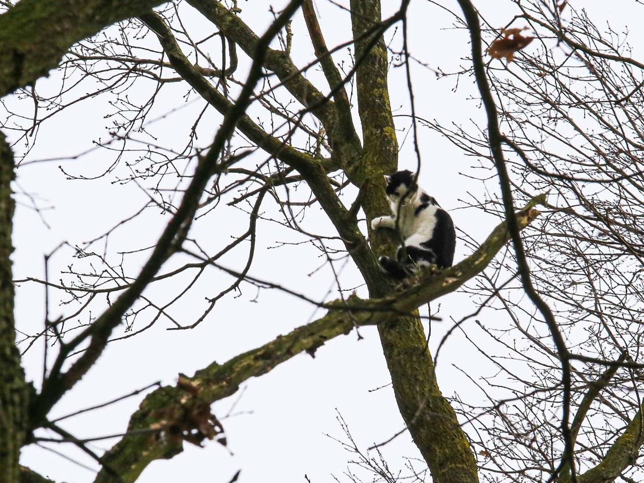 Kat durft de boom niet meer uit in Bakel (foto: Harrie Grijseels/SQ Vision)