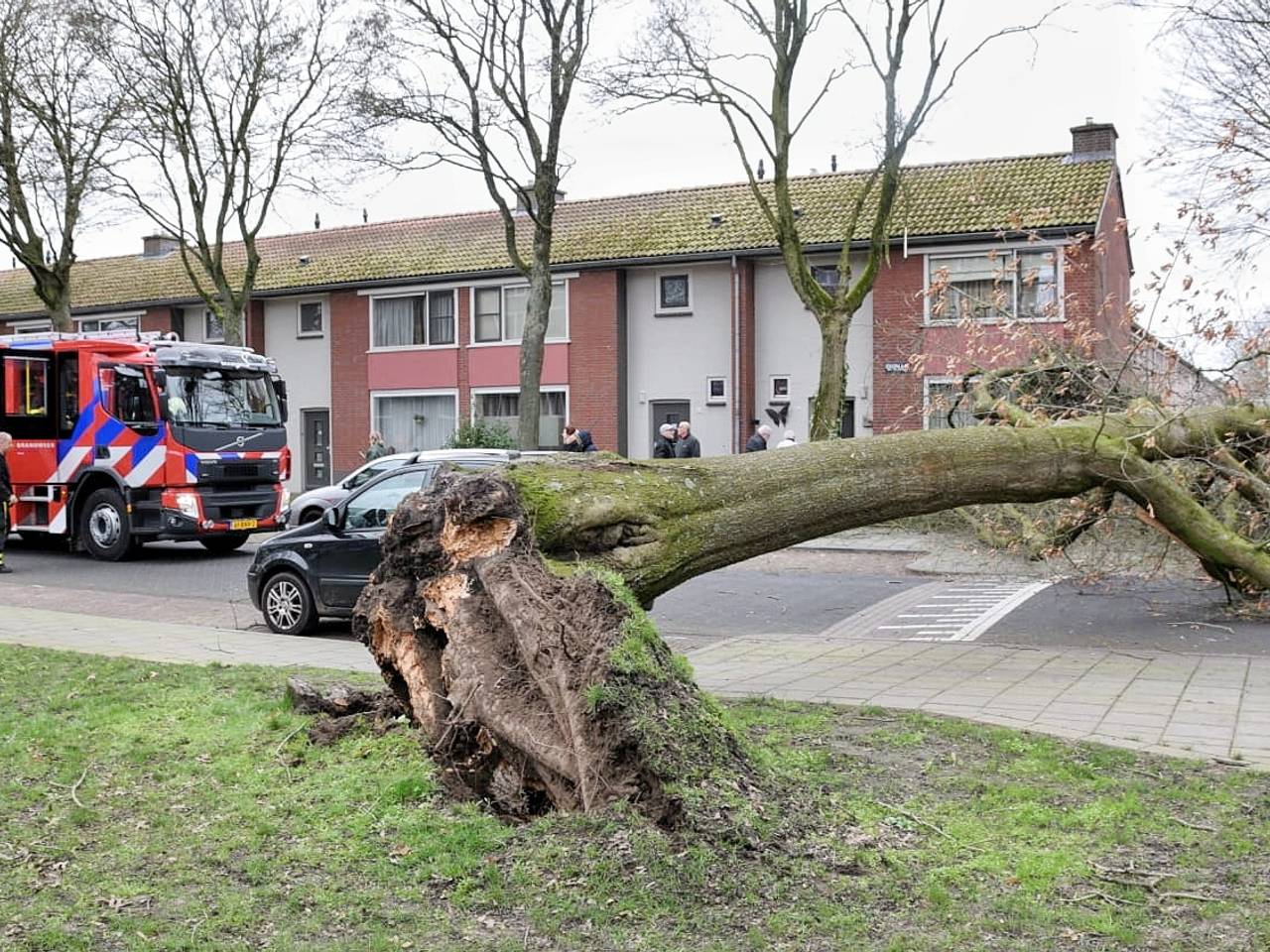 Boom omgewaaid aan de Edisonlaan in Tilburg (foto: Toby de Kort)