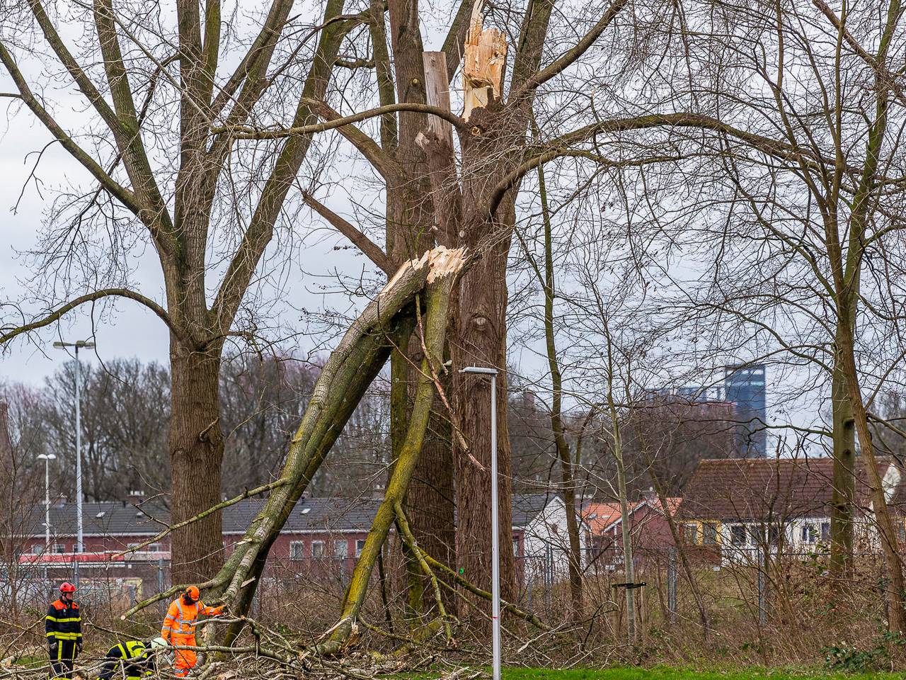 Boom kapot gewaaid op Goirkekanaaldijk Tilburg. Foto: Jack Brekelmans