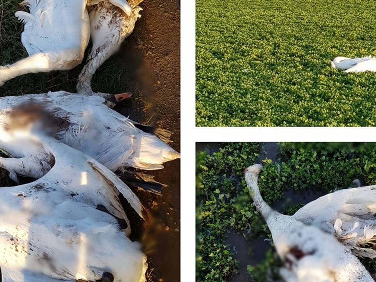 Dode zwanen werden gevonden in een weiland in Geffen (foto: Facebook dierenambulance Maasland).