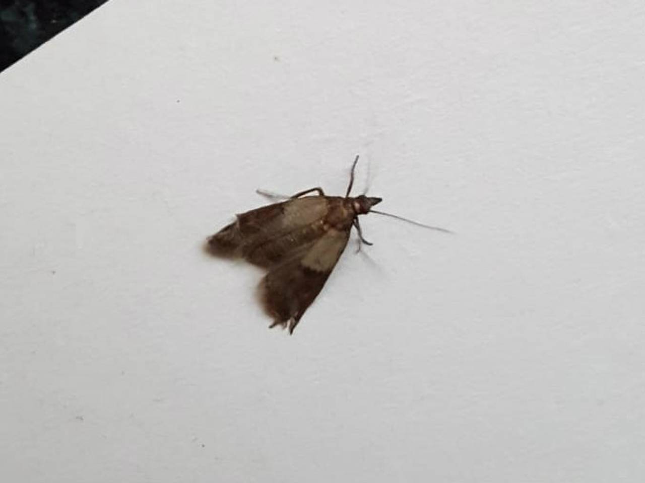 Een Indische meelmot (foto: Annie Pennings).