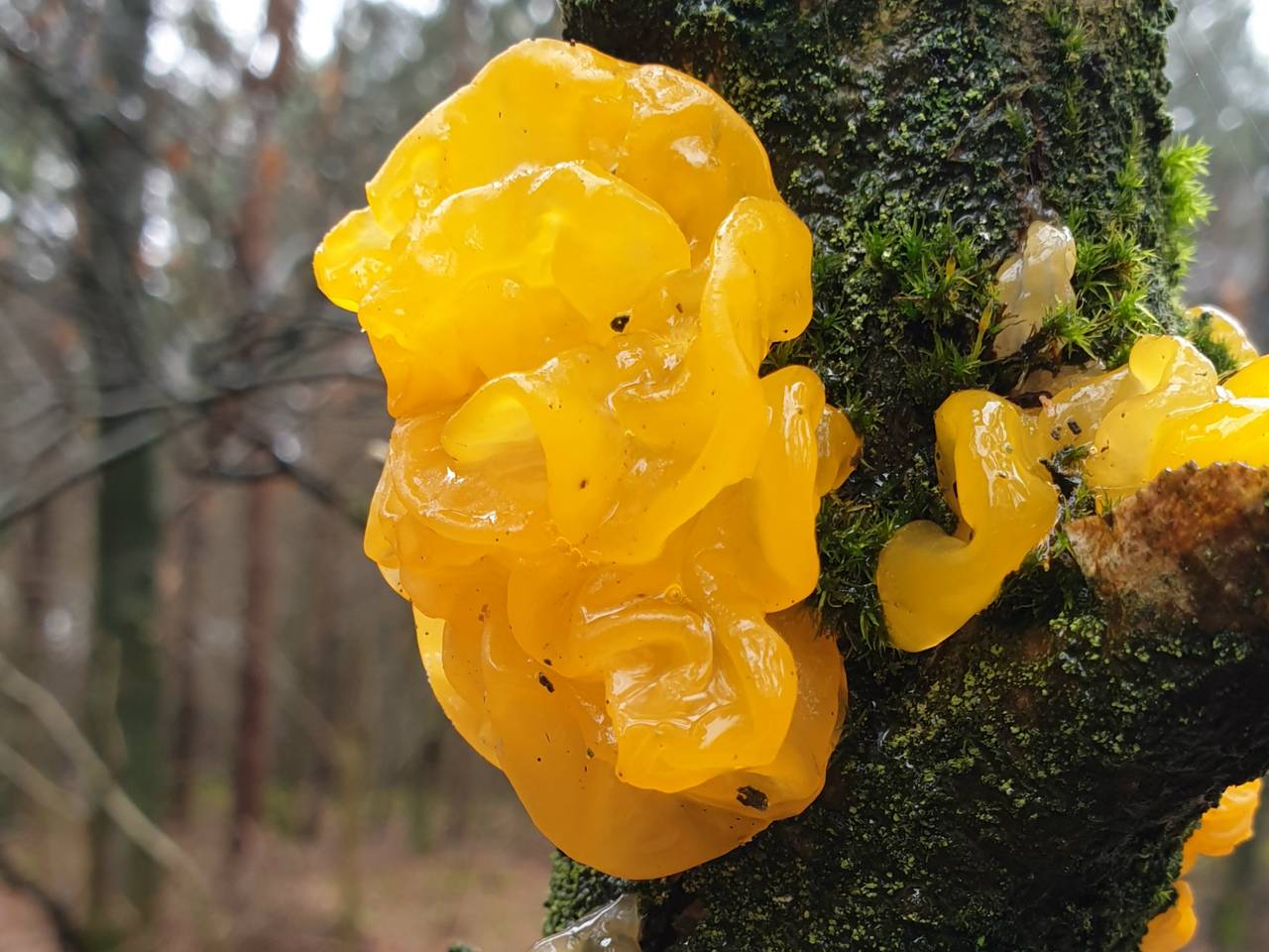 Een gele trilzwam (foto: Miriam Hammann)