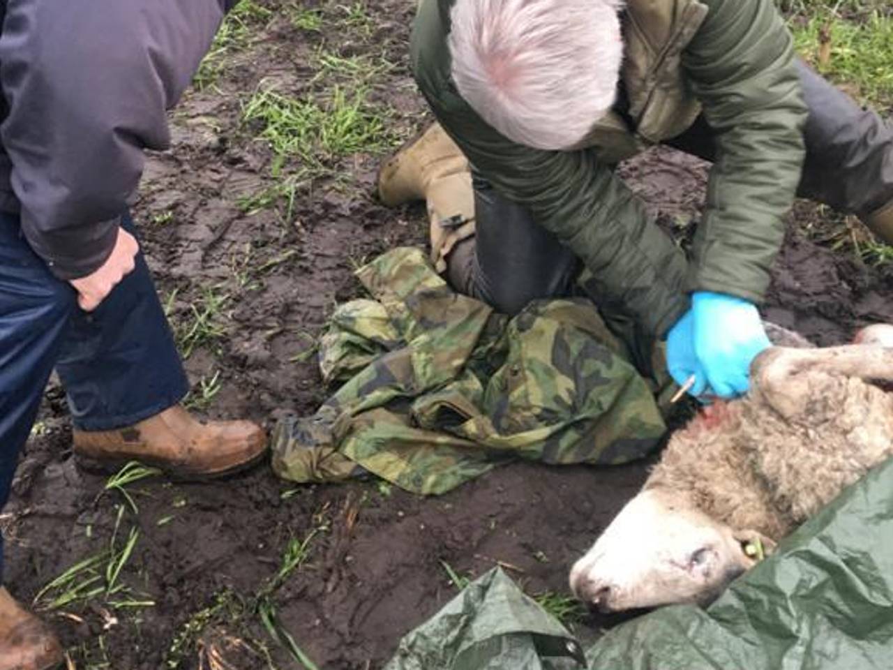 Een wolf beet vermoedelijk het schaap dood.