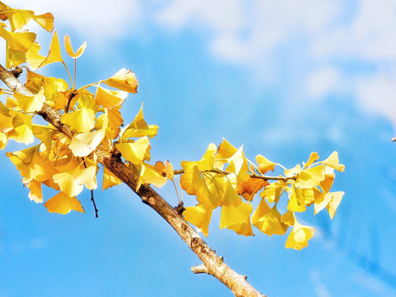 Het typische blad van de ginkgo biloba.
