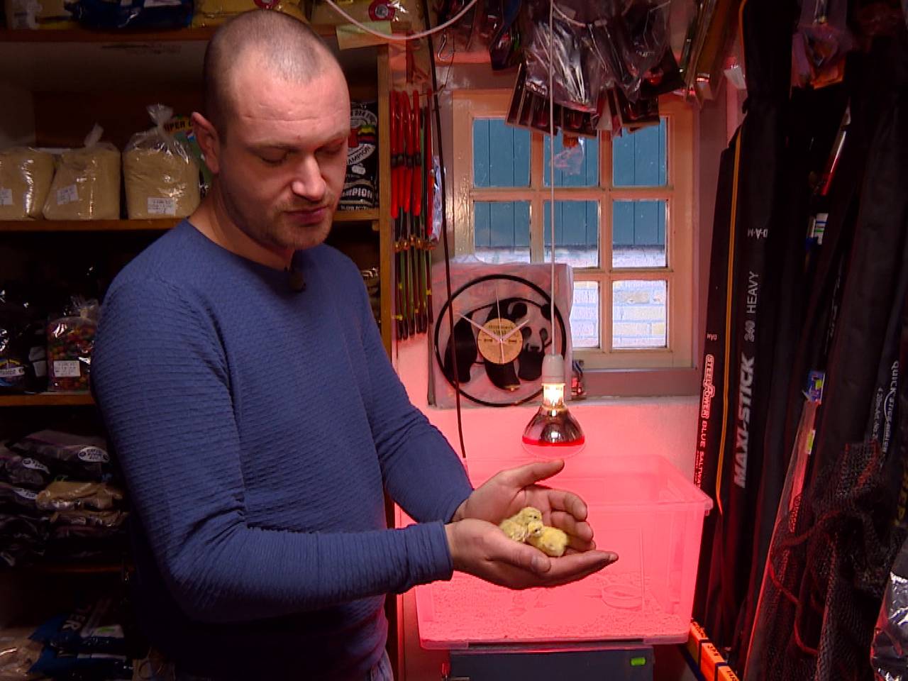 Hans van Krieken broedt tientallen kwarteleitjes uit de supermarkt uit (foto: Tonnie Vossen).