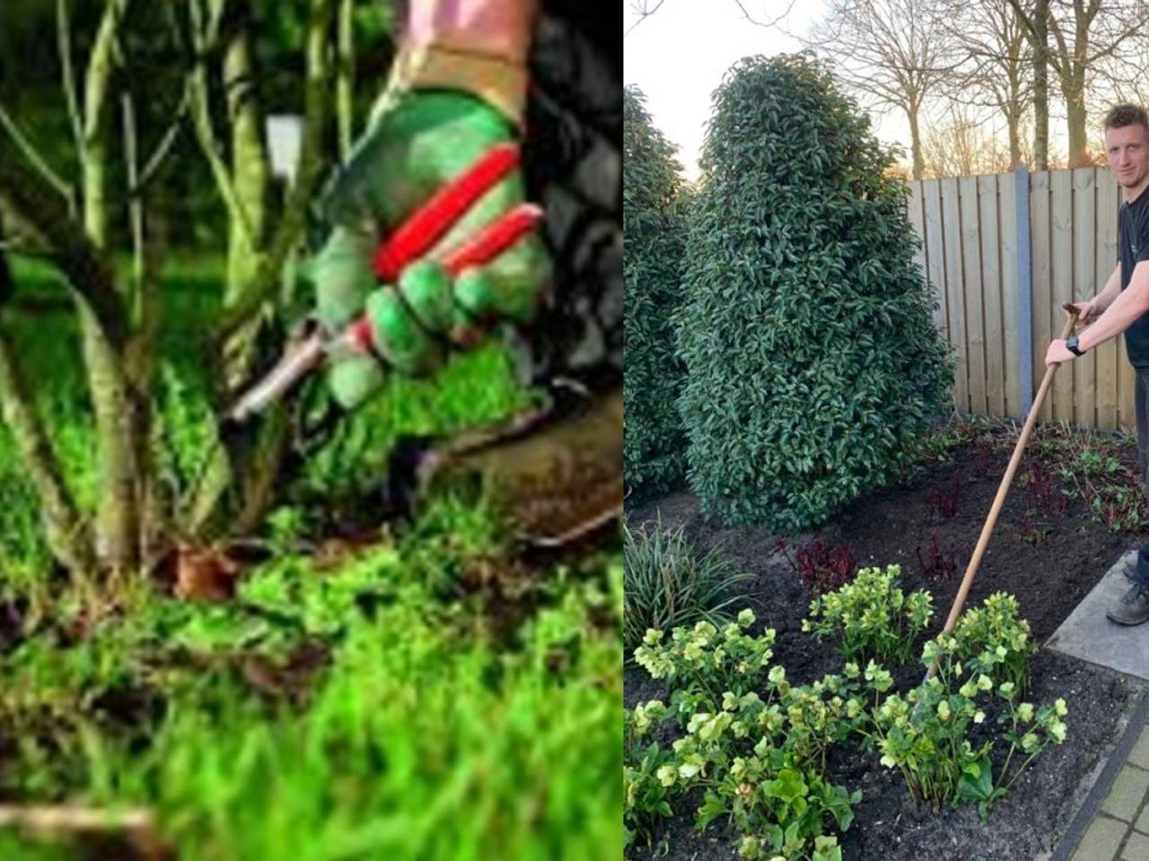 Het advies van hovenier Roel: extra snoeien om tuinplanten tegen nachtvorst te beschermen.