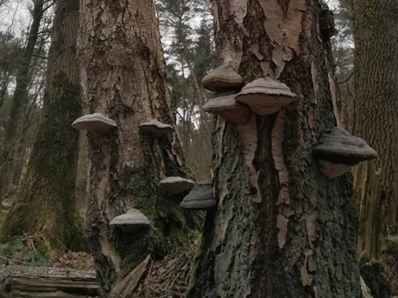Heel, maar dan ook heel veel echte tonderzwammen (foto: Ilse van Esch)