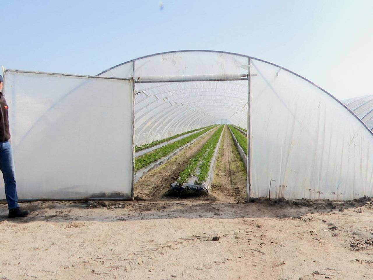 Kweker Mark van Aert bij de tunnel waar binnenkort de eerste aardbeien moeten worden geplukt. (foto: Raoul Cartens)
