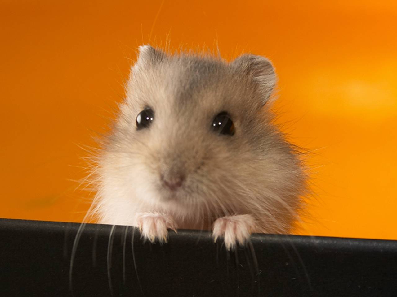 (Foto: free images.com)