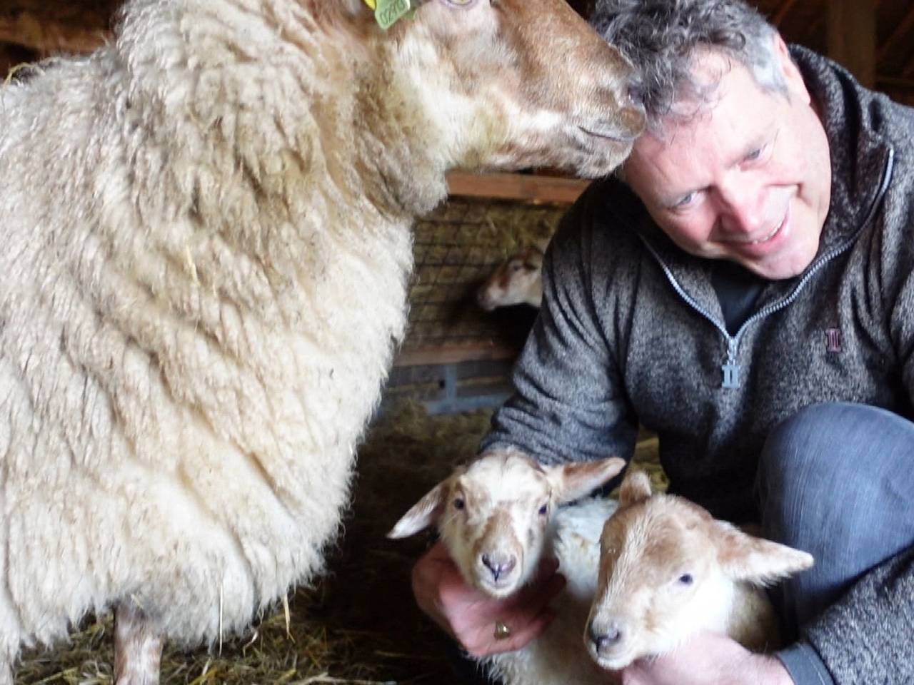 De pasgeboren lammetjes. 