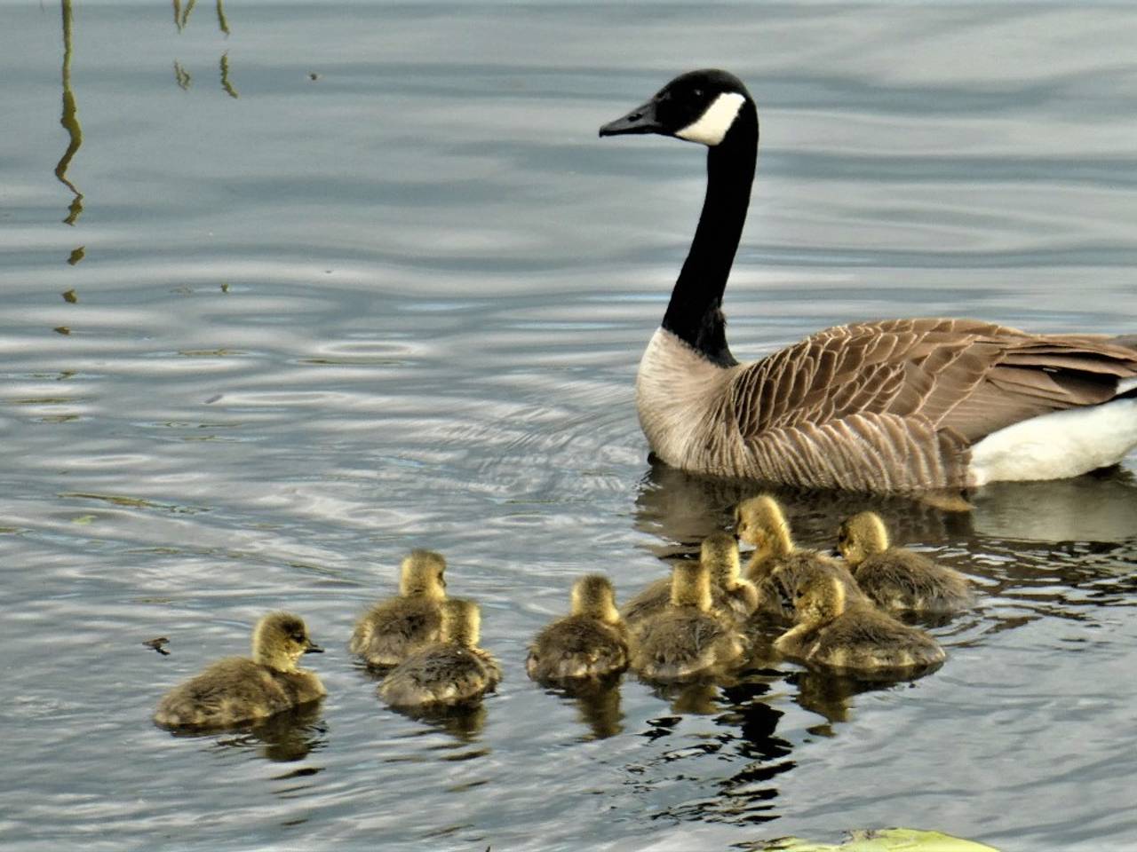 De Canadese gans (archieffoto: Martha Kivits).