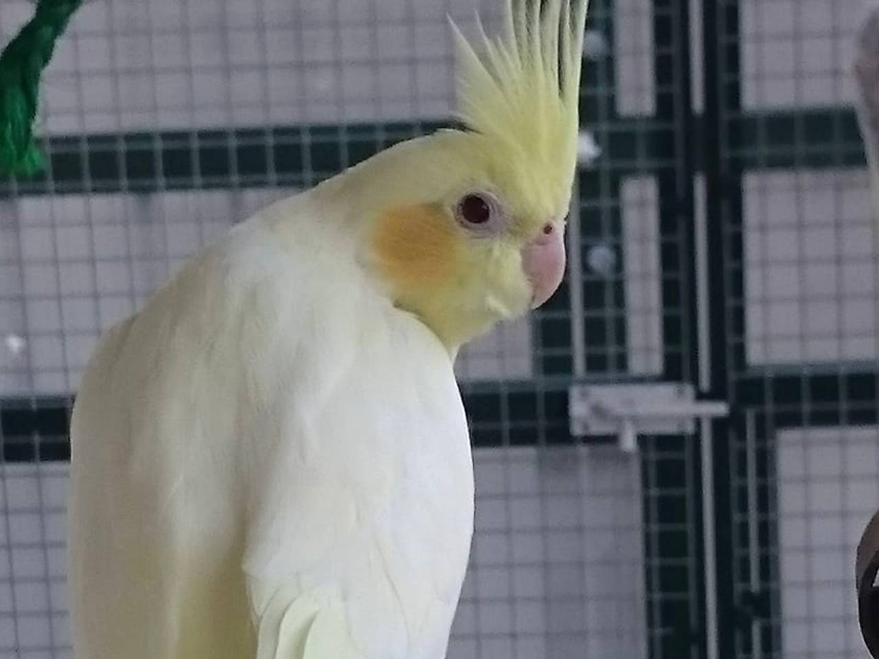 Valkparkiet Dainty in de volière.