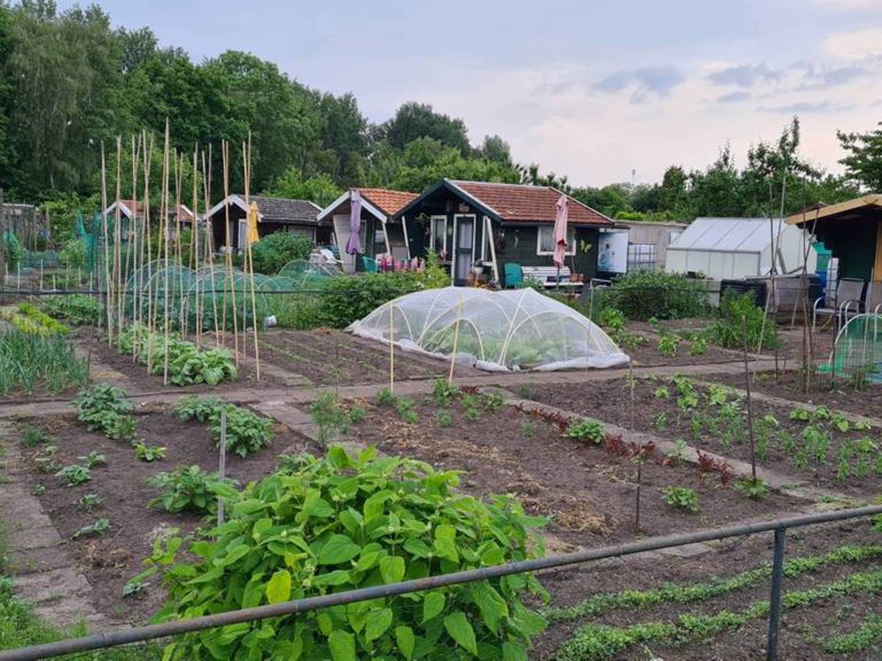 Volkstuinvereniging Delta in Helmond (foto: Omroep Brabant).