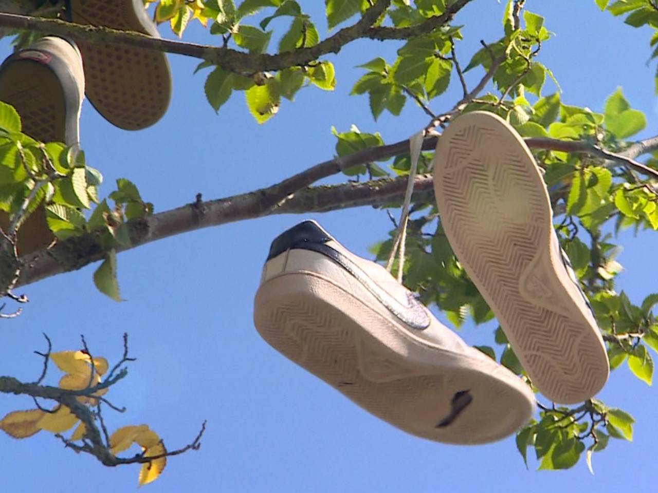 Boom bij skatepark hangt bomvol schoenen, skaters leggen uit waarom