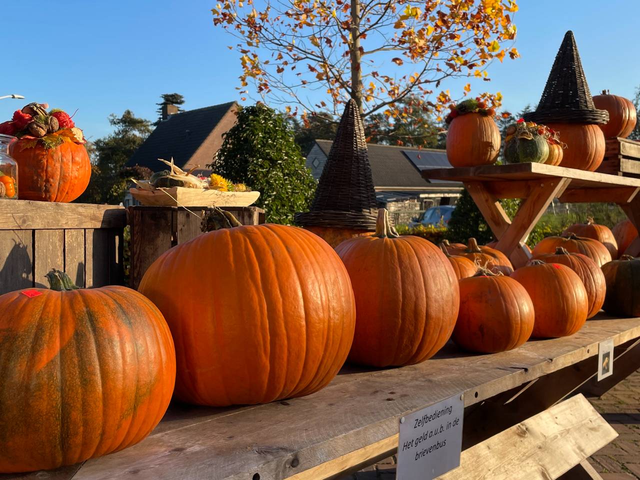 De pompoen is enorm in trek. (Foto: Lola Zopfi)