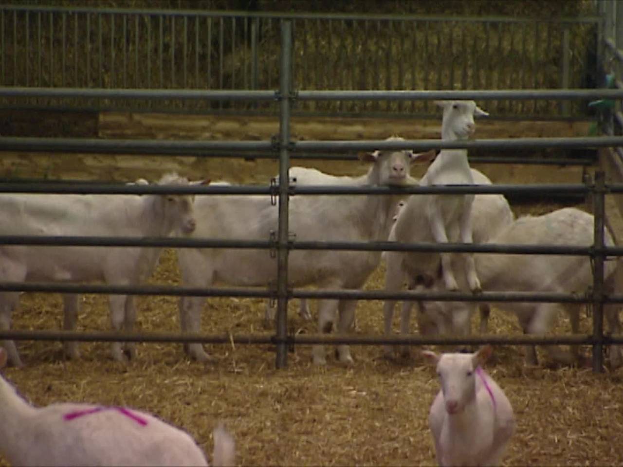 Q-koortspatiëntenvereniging Q-uestion gaat Nederlandse staat aanklagen